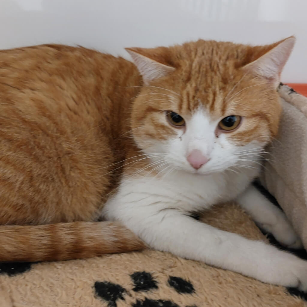 Kater Coco, 1,5 Jahre, entspannt auf einem Kissen und sucht Zuwendung.