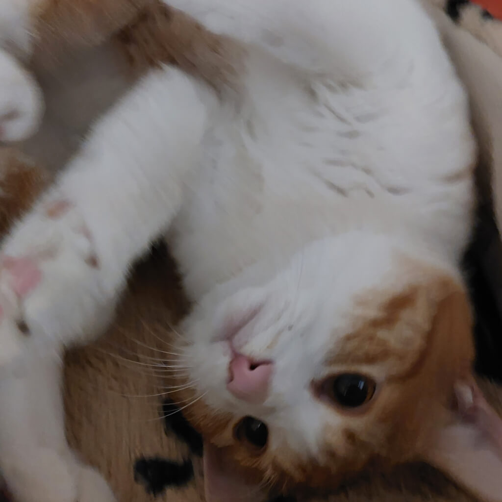 Zugänglicher, beiger Kater Coco liegt entspannt auf dem Boden und genießt Streicheleinheiten.