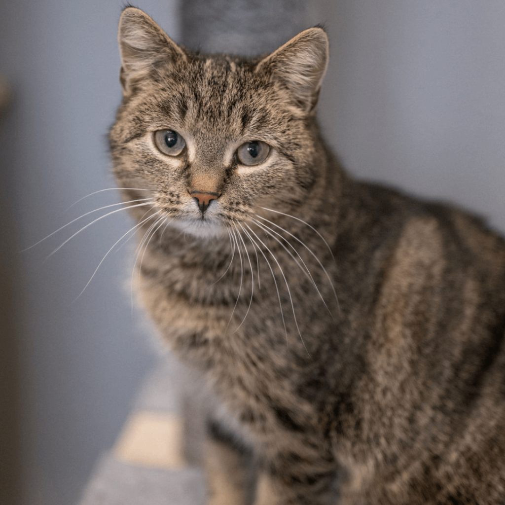 Kuschelige getigerte Katze mit blauen Augen, ideal zum Schmusen und Anhänglichsein.