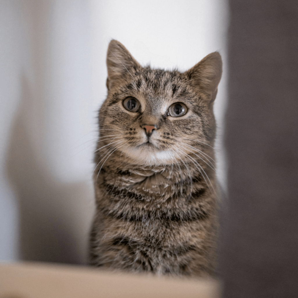 Graue Katze mit großen, grünen Augen, die neugierig in die Kamera schaut.