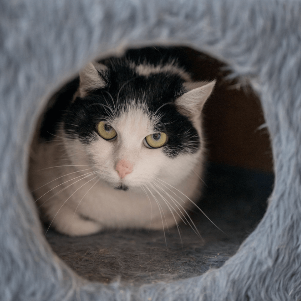 Felix, schüchterner Kater im Tierheim Pinzgau, sucht geduldige Menschen.